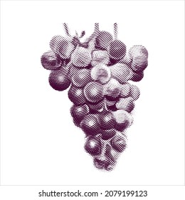 Engraved illustration of grapes isolated on white background