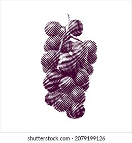 Engraved illustration of grapes isolated on white background