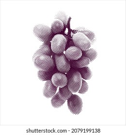 Engraved illustration of grapes isolated on white background