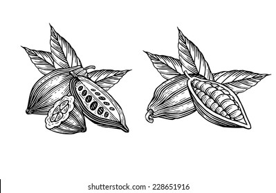 engraved illustration of leaves and fruits of cocoa beans