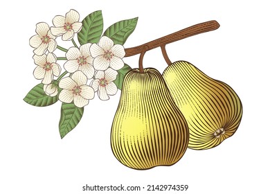 Engraved illustration of a pear tree branch with flowers on white background