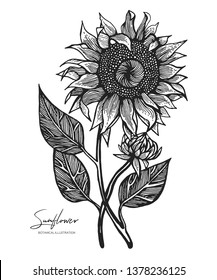 Engraved illustration of sunflower isolated on white background. Design elements for wedding invitations, greeting cards, wrapping paper, cosmetics packaging, labels, tags, quotes, blogs, posters