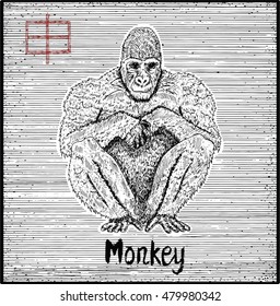 Engraved illustration of zodiac symbol with monkey and lettering. Horoscope and astrological vector sign of asian new year calendar. Graphic line art with animal. Chinese hieroglyph means Monkey