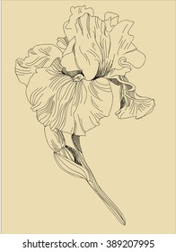 engraved iris flower