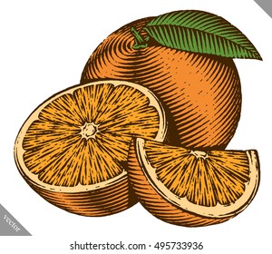 Engraved isolated color vector illustration of an orange