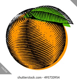 Engraved isolated color vector illustration of an orange