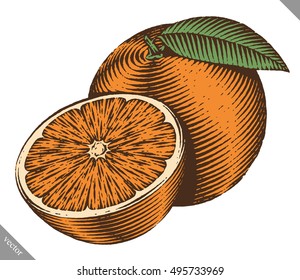 Engraved isolated color vector illustration of an orange