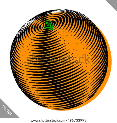 Engraved isolated color vector illustration of an orange