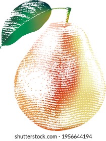 Engraved isolated engrave vector illustration of a pear