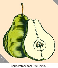 Engraved isolated engrave vector illustration of a pear