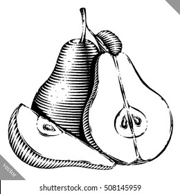 Engraved isolated engrave vector illustration of a pear
