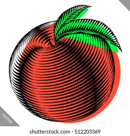 Engraved isolated engrave vector illustration of a peach