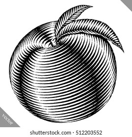 Engraved isolated engrave vector illustration of a peach