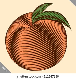 Engraved isolated engrave vector illustration of a peach