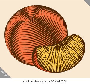 Engraved isolated engrave vector illustration of a peach