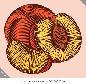 Engraved isolated engrave vector illustration of a peach