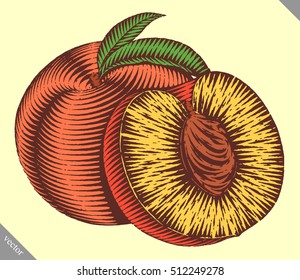Engraved isolated engrave vector illustration of a peach