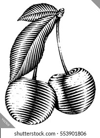 Engraved isolated vector illustration of a cherry