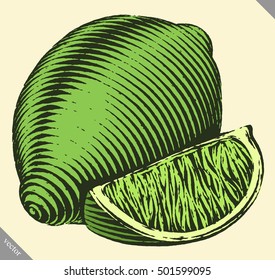 Engraved isolated vector illustration of a lime