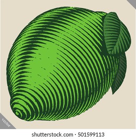 Engraved isolated vector illustration of a lime
