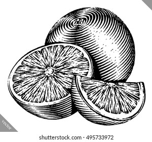 Engraved isolated vector illustration of an orange