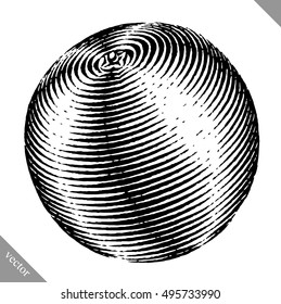 Engraved isolated vector illustration of an orange