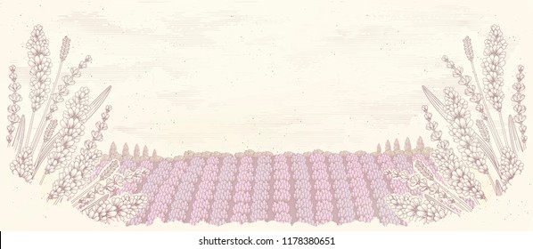 Engraved lavender garden background with copy space