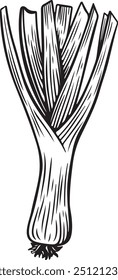 Engraved leek hand drawn vector illustration.