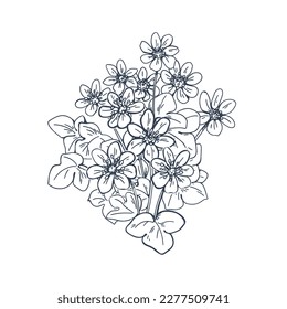 Engraved liverwort, vintage outlined botanical drawing. Hepatica flower drawn in old retro style. Contoured floral plant. Detailed blossomed liverleaf. Vector illustration isolated on white background