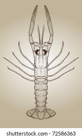 engraved lobster