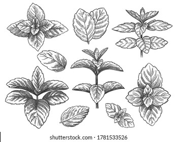 Engraved mint leaves. Sketch peppermint herb, spearmint plant. Menthol leaf retro hand drawn vector botanical isolated illustration. Healing herb for culinary or drink and medicine.