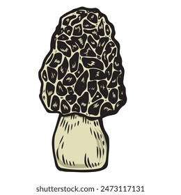 Engraved morel mushroom line drawing vector illustration.