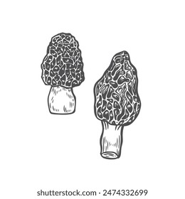 Engraved morel mushrooms isolated on white background.