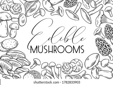 Engraved mushrooms for menu, label or packaging. Hand drawn edible mushrooms boletus, chanterelles, oyster mushrooms, butterdish, shiitake, truffle and morel, vector background.