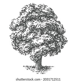 Engraved oak tree. Vector illustration of a fruit tree. Hand drawn engraving style illustrations.