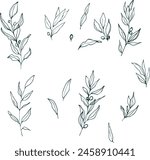 Engraved olive branch. Sketch branches with leaves and blossoms, hand drawn olives design element. Agricultural ripe plant or fruit isolated on white background vector illustration set