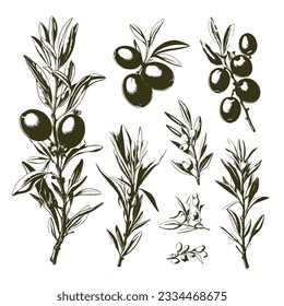 Engraved olive branch. Sketch branches with leaves and blossoms, hand drawn olives design element. Agricultural ripe plant or fruit on white background vector illustration set.