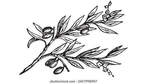 Rama de olivo grabada. Esboce ramas con hojas y flores, elemento de diseño de aceitunas dibujadas a mano. Planta madura agrícola aislada sobre fondo blanco conjunto de Ilustración vectorial. Diseño de aceite de oliva.