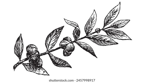 Engraved olive branch. Sketch branches with leaves and blossoms, hand drawn olives design element. Agricultural ripe plant isolated on white background vector illustration set. Olive oil design.