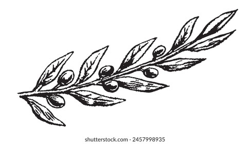 Rama de olivo grabada. Esboce ramas con hojas y flores, elemento de diseño de aceitunas dibujadas a mano. Planta madura agrícola aislada sobre fondo blanco conjunto de Ilustración vectorial. Diseño de aceite de oliva.