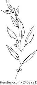 Engraved olive branch. Sketch branches with leaves and blossoms, hand drawn olives design element. Agricultural ripe plant or fruit isolated on white background vector illustration set.