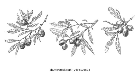 Engraved olive branch. Sketch branches with leaves and blossoms, hand drawn olives design element. Agricultural ripe plant or fruit isolated on white background illustration set.