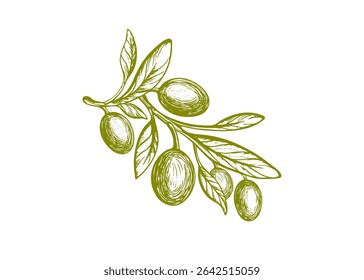 Ramo de oliveira gravado. Vetor mão desenhada esboço planta, fruto verde maduro agrícola. Modelo monocromático de textura vintage. Comida mediterrânica, óleo aromático