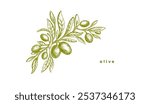 Engraved olive branch. Vector sketch branch, agricultural ripe green fruit. Vintage texture monochrome template. Mediterranean food, aroma oil