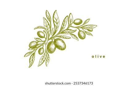 Rama de olivo grabada. Rama de boceto de Vector, fruta verde madura agrícola. Plantilla monocromática de textura Antiguas. Comida mediterránea, aceite de aroma