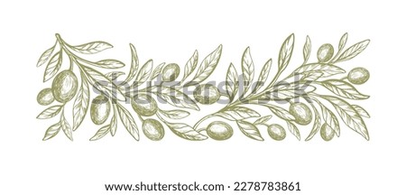 Engraved olive branch.  Vector texture tree, sketch green fruits. Hand drawn illustration for italian cuisine design or extra virgin oil food. Farm fresh harvest
 Zdjęcia stock © 