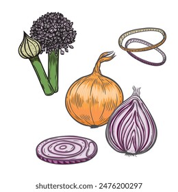 Engraved onion, ring and bloom vector line drawing isolated on white background.