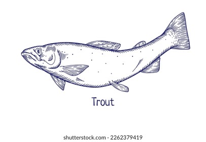 Engraved outlined trout, vintage fauna drawing. Etched detailed freshwater fish, water animal species drawn in retro style, side view. Contoured vector illustration isolated on white background