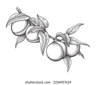 Engraved peach branch. Apricots with leaves engraving, plums with foliage botanical sketch, natural fruits etching vector illustration on white