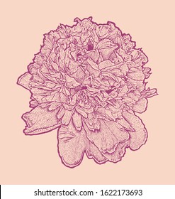 Engraved peony. hand drawn vector illustration 